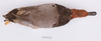 Media type: image;   Ornithology 251734